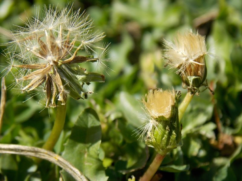 Taraxacum glaciale / Tarassaco appenninico